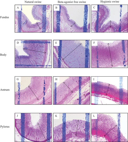 Figure 1. The histology presenting thickness of mucosa layer of swine’s stomachs in various regions including fundus, body, antrum, and pylorus of natural, beta-agonist free, and hygienic swine. Determined by scanning objective of 2.5× of microscope.