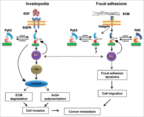 Figure 1. Pyk2 and FAK coordinate breast cancer cell invasiveness via distinct mechanisms. Following stimulation of epidermal growth factor receptor (EGFR), Pyk2 is recruited to the receptor and activated by auto-phosphorylation on tyrosine 402 (Y402). Activated Pyk2 recruits Src kinase, which leads to complete activation of Pyk2 as well as recruitment and activation of Arg. Both Arg and Pyk2 phosphorylate invadopodial cortactin, leading to MMP-dependent matrix degradation and actin polymerization in invadopodia, and consequent breast cancer cell invasion. At the same time, integrin activation in focal adhesions leads to recruitment and activation of FAK auto-phosphorylation on tyrosine 397 (Y397) and Src, which regulate focal adhesion dynamics by binding and phosphorylation of focal adhesion proteins. This signaling via FAK and Src leads to cancer cell motility-dependent invasiveness. A coordination of both Pyk2-mediated invasion and FAK-mediated migration is necessary for breast cancer cell invasiveness and consequent metastatic dissemination.