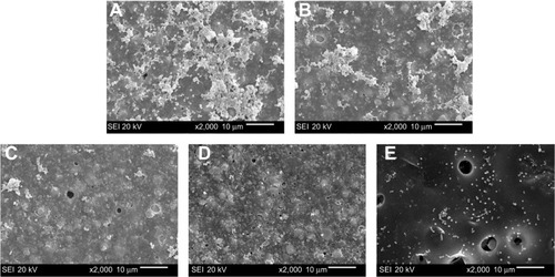 Figure 5 SEM images of bacterial adhesion on PU-based sealers.Notes: Images of PU0 (A), PU1 (B), PU3 (C), PU5 (D), and AH Plus (E) sealers after 24 hours of incubation with Streptococcus mutans. The names of the tested sealers begin with PU. PU0 is 0 wt% silver phosphate (Ag3PO4). Similarly, PU1 is 1 wt% Ag3PO4, PU3 is 3 wt% Ag3PO4, and PU5 is 5 wt% Ag3PO4. AH Plus is the commercial sealer that was used as a positive control.Abbreviations: SEM, scanning electron microscopy; PU, polyurethane.