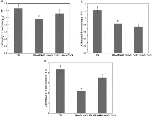 Figure 3. Effects of NaHS on chlorophyll a content and chlorophyll b content of millet seedlings under salt stress. a: chlorophyll a content; b: chlorophyll b content; c: chlorophyll a + b content. Each value is the mean of three biological replicates, with different lowercase letters indicating significant differences between treatments (P＜.05).