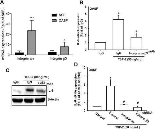 Figure 2 Integrin αvβ3 contributes to TSP2-promoted IL-6 expression in OASFs. (A) The total RNA was extracted from NSFs and OASFs, followed by examining expressions of integrin αv and β3 by qPCR. (B) Cells were incubated with IgG or integrin αvβ3 neutralizing antibodies for 30 min, followed by incubation with TSP2 (30 ng/mL) treatment for 24 h. The IL-6 mRNA expression was evaluated by qPCR. (C) Cells were incubated with IgG or integrin αvβ3 neutralizing antibodies for 30 min, followed by TSP2 (30 ng/mL) treatment for 24 h. The protein expression of IL-6 were examined by Western blot. (D) OASFs transfected with integrin αv and β3 shRNAs were treated with TSP2 (30 ng/mL) for 24 h. The expression patterns of IL-6 were evaluated by qPCR. Results are expressed as the mean ± S.D. (n ≥ 5); In (A) ***p < 0.001 and *p < 0.05 compared with NSFs group; In other figures, *p < 0.05 compared with IgG control groups, and #p < 0.05 compared with the TSP2-treated group.