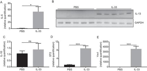 Figure 2. IL-33 promotes an allergic like infiltration of the peritoneal cavity.