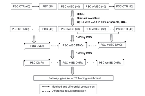 Figure 1. Study design and analytical workflow diagram.The number with parenthesis is the sample size.CTR: Control; DMC: Differentially methylated CpG; DMR: Differentially methylated region; DSS: R package of dispersion shrinkage for sequencing data; IBD: Inflammatory bowel disease; PBC: Primary biliary cholangitis; PSC: Primary sclerosing cholangitis; PSC w/IBD: PSC patient with concurrent IBD; w/oIBD: PSC patient without IBD; RRBS: reduced representation bisulfite sequencing; TF: Transcription factor.