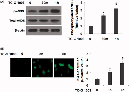 Figure 5. TC-G 1008 increased the phosphorylation of eNOS and the generation of nitric oxide (NO). (A). Cells were stimulated with TC-G 1008 (10 μM) for 0.5, 1 h. Phosphorylated eNOS was measured; (B) cells were stimulated with TC-G 1008 (10 μM) for 3, 6 h. Generation of NO was measured by DAF FM DA (*, #, p < .01).