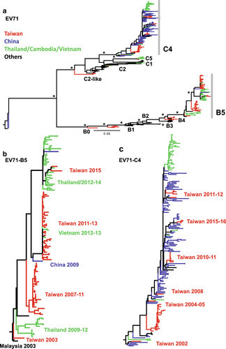 Fig. 2 ML tree of the VP1 gene in Taiwanese and worldwide EV-A71 strains.a Compressed tree, including Taiwanese and worldwide strains. Significant bootstrap support values greater than 70% are indicated by asterisks at the major nodes. Strains isolated from Taiwan, China, Cambodia/Thailand/Vietnam, and other countries are marked in different colors. b B5 and c C4 subtrees are shown
