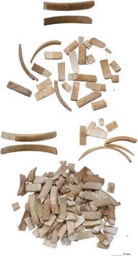 Figure 11. Examples of ivory bangle remains from Tomb N1-3: 1) BE21-144-014-033_F596-597; 2) BE21-144-014-027_F389-399, 460-470, 469-497 (photographs by J. Then-Obłuska and the Berenike Project).