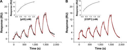 Figure 5 SPR single-cycle kinetic (SCK) of p53–COP1 interaction.Notes: Sensorgrams (black dotted curves) of the response (resonance units, RU) versus time of the SCK performed by injecting five increasing concentrations (1.5, 3, 5, 10, and 20 nM) of p53 over the COP1-functionalized substrate (A) or of COP1 over the p53-functionalized substrate (B). The red solid curves were obtained by fitting data with the 1:1 binding model (EquationEquation 4d[Asurface]dt=kt([Abulk]−[Asurface])−(kon[L][Asurface]−koff[LA])d[L]dt=−(kon[L][Asurface]−koff[LA])d[LA]dt=(kon[L][Asurface]−koff[LA])(4) ) (BiaEvaluation software). Insets: plot of SPR response at the steady state versus the p53 (A) or COP1 (B) concentration used for the binding assays. The black curves were obtained by fitting data with the Langmuir isotherm (EquationEquation 5Req=[p53]RmaxKD+[p53]+RI(5) ) (BiaEvaluation software).Abbreviations: COP1, constitutive photomorphogenesis protein 1; SPR, surface plasmon resonance.