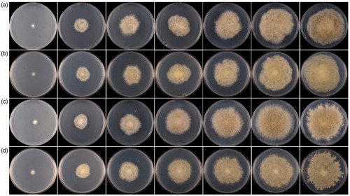 Figure 1. Colonies of Absidia ovalispora sp. nov. on SMA at 28 °C in 1–7 d (from left to right). (a) Obverse of CGMCC 3.16018 (ex-holotype strain); (b) Reverse of CGMCC 3.16018 (ex-holotype strain); (c) Obverse of CGMCC3.16019; (d) Reverse of CGMCC3.16019.