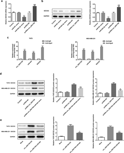 Figure 9. Circ_0001785 regulates SOCS3 expression via inhibiting miR-942. (a) The expressions of SOCS3 in breast cancer cells transfected with miR-942 overexpression plasmid and circ_0001785 overexpression vector were detected by qRT-PCR. ***p < 0.001 vs. miR-NC mimic; ###p < 0.001 vs. pcDNA-NC. (b) The expressions of SOCS3 in breast cancer cells transfected with miR-942 overexpression plasmid and circ_0001785 overexpression vector were detected by western blot analysis. ***p < 0.001 vs. miR-NC mimic; ###p < 0.001 vs. pcDNA-NC. (c) RIP assay revealed the enrichment of circ_0001785, miR-942 and SOCS3 on Ago2. ***p < 0.001 vs. Anti-IgG. (d) Expressions of SOCS3 in T47D and MDA-MB-231 cells were detected by western blot analysis. **p < 0.01 and ***p < 0.001 vs. pcDNA-circ_0001785. (e) Expressions of SOCS3 in tumor tissue from mice were detected by western blot analysis. **p < 0.01 and ***p < 0.001 vs. circ_0001785+ NC