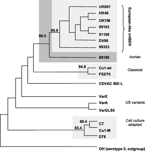Fig. 2 Phylogenetic consensus tree of the studied IBDV strains, as obtained with the parsimony method. Phylogenetic analysis was performed as described in Materials and Methods. The nucleotide sequence encoding the VP2 variable domain of isolate 99323 (nts 746 to 1190 according to the full-length sequence of serotype 1 strain P2) was compared with representatives of very virulent, classical, variant, cell culture adapted or serotype 2 IBDVs from various geographical origins. Accession numbers for these sequences: OH (D00867), F52/70 (Y14958), Cu1WT (AF159219), CT (Y14961), Cu-1M (AF362771), D78 (Y14962), Var A (Y14959), Var E (D10065), Var GLS (Q82628), 89163 (Y14956), OKYM (D49706), DV86 (Z25482), UK661(X92760), 88180 (AJ001941), 91168 (Y14957). The OH strain was used as an outgroup. Branch length has no special meaning. The figures at the forks are bootstrap values (i.e. they measure the likelihood that viruses to the right of that fork are indeed genetically related). Only bootstrap values higher than 80% have been indicated, strains in these groups appear with homogeneous shading.