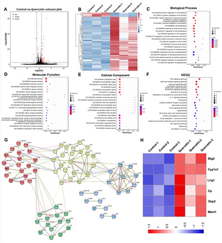 Figure 1. Identification of mitochondria-related action targets of quercetin. (A) Volcano plot of differentially expressed genes (DEGs) from melanoma B16-F1 cells treated with quercetin versus controls. DEGs are designated in red (up-regulation (up)) and blue (down-regulation (down)), having an FDR of less than 0.05. (B) Heat map of 110 DEGs. (C–F) The GO analysis (biological process, molecular function, and cellar component) and KEGG enrichment of DEGs. According to the p value, the top 20 pathways were selected to draw bubble charts. (G) The PPI network constructed for DEGs. (H) Heat map of mitochondria-related action targets of quercetin from RNA-seq.