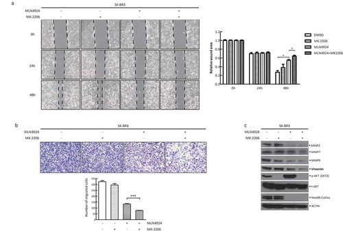 Figure 4. AKT inhibitor MK-2206 enhances the suppression of migration in breast cancer cells by MLN4924.(a) Cells were seeded in 6-well plates and treated with MLN4924 (1 μM) for 24 h, followed by MK-2206 treatment (1 μM) for 24 h. After serum starvation for 12–18 h, the cells were photographed at 0 h, 24 h and 48 h after a pipette tip was used to scratch across the well. Data were shown as the relative wound area normalized to the control (mean± SEM, n = 3). (b) Cells (1x105) were treated with the indicated agents and then seeded into the upper chamber containing serum-free medium. After 24 h, cells were fixed and stained, followed by photography and counting (mean± SEM). (c) Cells were treated with the drugs for 48 h, followed by western blotting using the indicated antibodies. *** p < 0.001.