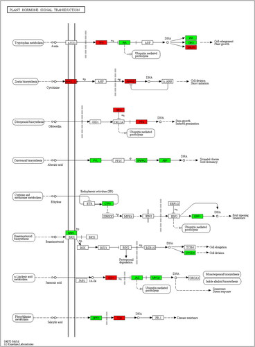 Figure 4. KEGG analysis of the differentially expressed genes involved in plant hormone signal transduction. The red borders indicated up-regulated expression and the green borders indicated down-regulated expression.