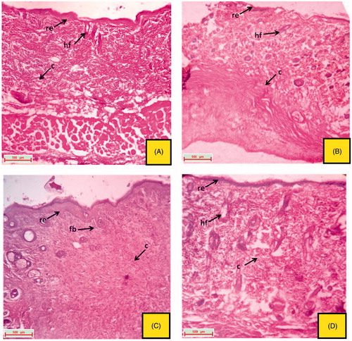 Figure 5. Histological section of the skin tissue obtained from topical treated groups on 16th day excision wound model. (A) group treated with topical VTC 10%; (B) group treated with topical EPF 5%; (C) group treated with topical EPF 10%; (D) group treated with topical PFEA 1.75% (indications of arrow marks: re: re-epithelization; fb: fibroblast cells; c: collagen; hf: hair follicle).