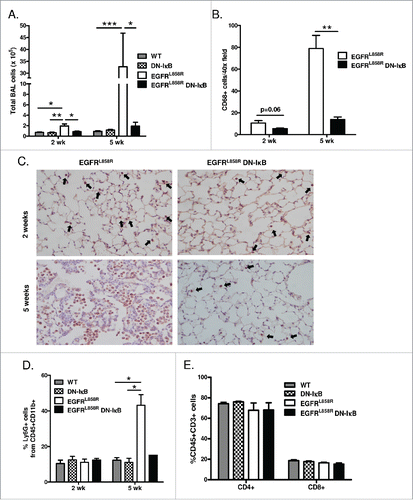 Figure 3. Inhibition of epithelial NF-κB signaling decreases inflammatory cells in the lung during carcinogenesis. (A) Total BAL inflammatory cell numbers from WT, DN-IκB, EGFRL858R, and EGFRL858R DN-IκB mice administered dox for 2 weeks or 5 weeks (for 2 week n = 6–8/group, for 5 week n = 6–14; *p < 0.05, **p < 0.01, ***p < 0.001). (B) Quantitation and (C) representative lung photomicrographs (40x magnification) of CD68 macrophage immunostaining of lung sections from EGFRL858R and EGFRL858R DN-IκB mice administered dox for 2 weeks or 5 weeks (for 2 week n = 4/group, for 5 week n = 5/group; **p < 0.01). (D) Flow cytometry analysis of Ly6G+ cells from CD11b+CD45+ cells in lung single cell suspensions from WT, DN-IκB, EGFRL858R, and EGFRL858R DN-IκB mice administered dox for 2 weeks or 5 weeks (for 2 week n = 3–4/group; for 5 week n = 2–5/group; *p < 0.05). (E) Flow cytometry analysis for CD4+ and CD8+ T cells using lung single cell suspensions from WT, DN-IκB, EGFRL858R and EGFRL858R DN-IκB mice administered dox for 2 weeks (n = 3–4/group).