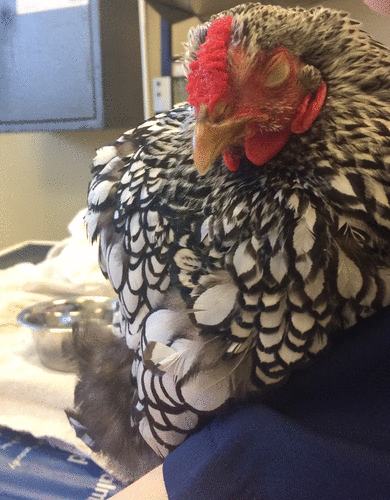 Chicken showing signs of pain following a cloacal prolapse. She was administered tramadol and a cold compress, and following fluid therapy, meloxicam.