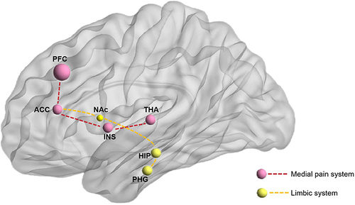 Figure 2 The main brain regions of acupuncture for KOA based on neuroimaging studies.