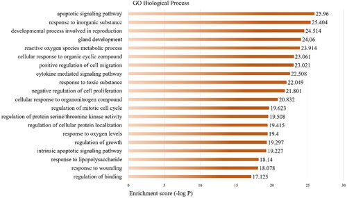 Figure 3. GO biological process analysis of the therapeutic targets of quercetin against SI. The y-axis shows significantly enriched biological processes, the x-axis shows the p-value of categories.