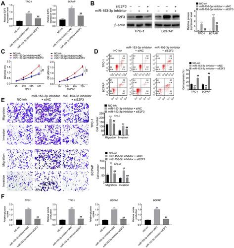 Figure 4 SiE2F3 should decrease the E2F3 level in both TPC-1 and BCPAP cell lines (A) qPCR detection for E2F3 expression after miR-153-5p inhibitor and siE2F3 transfection. (B). Western blot assay for E2F3 expression after transfection. (C). CCK8 assay for proliferation. (D). Cell cycle and apoptosis detected by flow cytometry. (E). Transwell assay for migration and invasion. (F). Glucose uptake and lactate production after transfection. Compared with NC-inh group, **P < 0.01; Compared with miR-163-3p inhibitor+siNC group, ##P < 0.01.