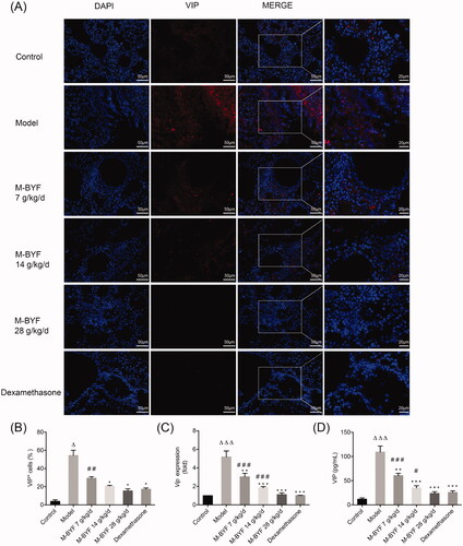 Figure 8. Effects of M-BYF on VIP expression and percentage of VIP+ cells in OVA-induced asthmatic mice. (A) VIP was down-regulated in the lungs of asthmatic mice with treatment of M-BYF by immunofluorescent staining. VIP staining as shown in red. Scale bar: 50 µm and 20 µm. (B) M-BYF decreased percentage of VIP+ cells in lungs of asthmatic mice as compared with the Model group. Four non-consecutive sections from each animal were averaged and compared among experimental groups; n = 3 in each group. M-BYF decreased gene expression of VIP (C) in lungs and level of VIP (D) in BALF of asthmatic mice as compared with the Model group; n = 6 in each group. Data are represented as mean ± S.E.M. (ΔΔΔp < 0.001, Δp < 0.05 compared with the Control group; ***p < 0.001, **p < 0.01 and *p < 0.05 compared with the Model group; ###p < 0.001, ##p < 0.01 and #p < 0.05 compared with the dexamethasone treated group.)