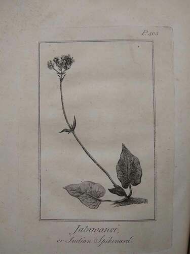 Figure 1. Lectotype of Valeriana jatamansi Jones. Engraving from Asiatick Researches (1790) (Calcutta edition)