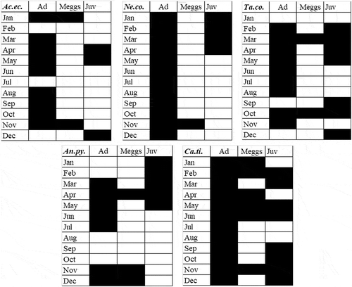 Figure 2. Phenology of five dominant species of sea spiders in Portofino (September 2017–August 2018): Ac.ec. = Achelia echinata; Ne.co. = Neotrygaeus communis; Ta.co. = Tanystylum conirostre; An.py. = Anoplodactylus pygmaeus; Ca.ti. = Callipallene tiberi. Ad = adults; Meggs = males with eggs clusters; Juv = Juveniles.