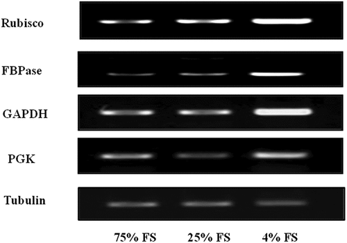 Figure 6. Transcription analysis of photosynthesis related genes including tubulin (control), ribulose 1, 5-bisphosphate carboxylase/oxygenase (Rubisco), 3-phosphoglycerate kinase (PGK), glyceraldehyde 3-phosphate dehydrogenase (GAPDH), and fructose 1, 6-bisphosphate aldolase (FBPase) by semiquantitative RT-PCR. Total RNA was isolated from P. indicus leaves at the 10th week from the beginning of shade treatments including 75%, 25%, and 4% of full sunlight (FS).