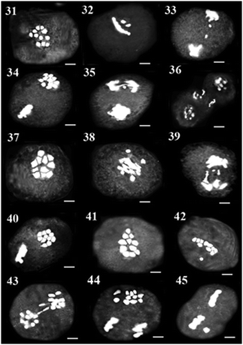 Figure 31–45. 31–33: Meiosis in AZE29 population: 31: diakinesis; 32: metaphase I with precocious chromosome; 33: anaphase I with laggard. 34–36: Meiosis in MAC13 population: 34: metaphase II with asynchronous nuclei; 35: anaphase II with laggard and bridge; 36: cytomixis in diakinesis. 37–40: Meiosis in LAC65 population: 37: diakinesis; 38: metaphase I with fragment chromosome; 39: anaphase I with laggard; 40: metaphase II with asynchronous nuclei. 41–45: Meiosis in LAE30 population: 41: diakinesis; 42: metaphase I with precocious chromosome; 43: anaphase I with laggard and bridge; 44: asynchronous nuclei; 45: metaphase II with precocious chromosome. Scale bars: 5 μm.