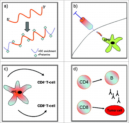 Figure 1. (a) mRNA is complexed with protamine to achieve enhanced immune adjuvancy and flanked with GC-enrichment at the 5′ and 3′ end to increase antigen expression, (b) Intradermal application of the vaccine (APC = antigen presenting cell), (c) Antigen processing and concomitant activation of CD4+ and CD8+ T-cells, (d) Antitumor effects via cell-mediated and humural immune mechanisms.