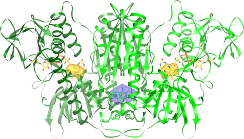 Figure 3. Human GR homodimer with bound PYO. PYO (blue) and FAD (yellow) are represented as ball-and-stick models. Additionally, the surfaces of the catalytic cysteines Cys58/Cys63 and Cys58′/Cys63′ (yellow) and of PYO (blue) are shown. The atomic coordinates and their structure factors determined by x-ray diffraction analysis have been deposited at the PDB (Protein Data Bank) under the accession code (PBD ID) 3SQP. Molecular graphics images were produced using the UCSF Chimera package.Citation26