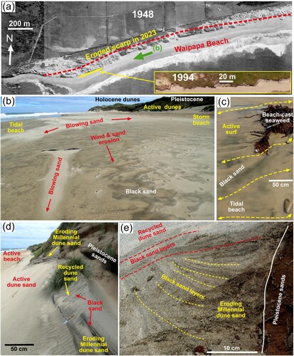 Figure 2. Waipapa beach erosion that contributes to black sand concentrates in a range of geological and geomorphological settings. (a) Aerial view of the western end of the beach in 1948 (from Retrolens.co.nz), showing abundant active dunes that have since been eroded to leave a scarp exposing underlying Pleistocene beach deposits (Supp. Figure S4). Inset is a close view from a 1994 aerial photo (Environment Southland) of the indicated beach margin (yellow line in a) showing an incipient erosional step. (b) Beach view towards the west during a light wind (estimated ∼10 km/h) with actively blowing sand (white). Remnants of storm-driven black sand concentrates are being eroded by blowing sand. (c) Reconcentration of black sand in the turbulence of active surf. (d) Black sand in Millennial and active dunes formed against the eroded scarp in Pleistocene sediments. (e) Excavated section through the contact between eroded scarp of Pleistocene sediments and a Millennial dune with numerous black sand layers truncated by surficial avalanche deposits with new black sand layers.