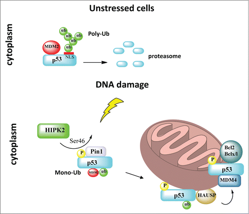 Figure 2. Mitochondrial translocation of p53. In unstressed cells the cytoplasmic pool of p53 is inactivated via MDM2-mediated polyubiquitination and degradation. DNA damage induces HIPK2-mediated p53 phosphorylation at Ser46, which recruits Pin1 and triggers a phospho-dependent cis/trans isomerization of p53. This conformational change of cytoplasmic p53 reduces its affinity for Mdm2, resulting in a switch from polyubiquitination to monoubiquitination that masks the p53 nuclear localization sites and promotes mitochondrial translocation of p53. Upon arrival at the mitochondria, p53 undergoes rapid deubiquitination by mitochondrial HAUSP via a stress-induced mitochondrial p53-HAUSP complex. Ser46-p53 phosphorylation at the mitochondrion also mediates its binding to resident Mdm4 on the outer membrane, which in turn facilitates interaction between p53 and Bcl2/BclxL to induce mitochondrial outer membrane permeabilization and mitochondrial apoptosis.