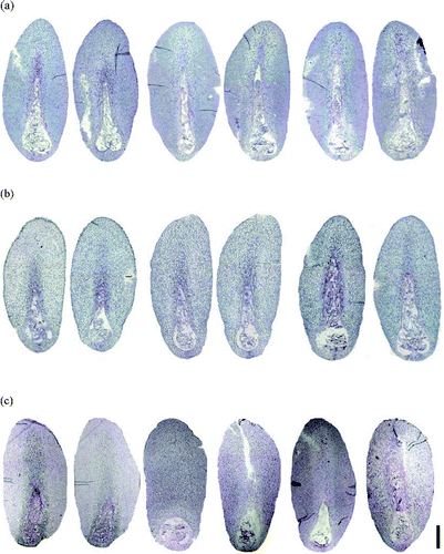 Figure 3. Sections of immature P. densiflora embryos correlated with collection dates and locations. (a) Two embryos on the left (28 June 2005, Suwon), two in middle (1 July 2005, Suwon), two on the right (5 July 2005, Suwon). (b) Two embryos on left (28 June 2005, Anmyeondo), two in middle (1 July 2005, Anmyeondo), two on right (5 July 2005, Anmyeondo) (c) two embryo on left (28 June 2006, Suwon), two in middle (1 July 2006, Suwon), two on right (1 July 2006, Suwon). Bar: 1.2 mm (a–c).