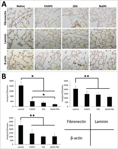 FIGURE 3. (A) Immunohistochemical staining of native, CHAPS-treated, SDS-treated and NaOH-treated decellularized lungs for fibronectin, laminin and β-actin. Scale bar = 10 μm. (B) Bar graph showing immune-positive area per alveolus of fibronectin, laminin and β-actin, which was calculated in image J software. Asterisk indicates significance of difference between the groups (*P < 0.005, **P < 0.05).