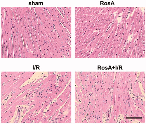 Figure 5. Representative light microscopic images of myocardial histopathological morphology (H&E, ×400).