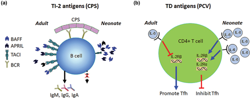 Figure 1. Mechanisms of antibody development against unconjugated (a) and conjugated (b) polysaccharide vaccines. (a) in adults, the recognition of multivalent CPSs by BCR on B cells together with BAFF and APRIL mediated signaling through TACI leads to immunoglobulin secretion. In neonates, CPS recognition by BCR is not sufficient to activate B cells because severely reduced expression of TACI on B cells deprives them from the second signal. (b) in adults, IL-6 promotes tfh generation by decreasing the expression of IL-2 Rβ, which spares tfh cells from IL-2 mediated suppression. In sharp contrast to adults, not only neonates harbor more IL-6 after vaccination, but also IL-6 stimulates the expression of IL-2 Rα and IL-2 Rβ on tfh cells, thereby rendering them susceptible to IL-2 mediated suppression.
