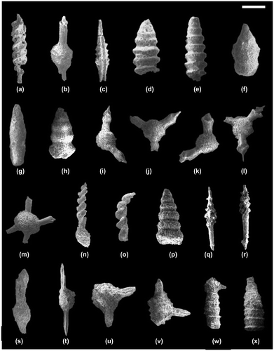 Figure 5. Scanning electron micrographs of the most critical Middle to Late Triassic radiolarians from the IntraPontide Suture Zone, northern Turkey. Scale number of microns for each figure: (a–h) Late Early to early Middle Carnian radiolarians from the sample 12-TC-303A in the Pelitören section: (a) Spongotortilispinus tortilis (Kozur & Mostler), scale bar- 100 μm; (b) Pseudostylosphaera nazarovi (Kozur and Mostler), scale bar- 125 μm; (c) Nodotetrasphaera cive (Sugiyama), scale bar- 100 μm; (d) Annulotriassocampe baldii Kozur, scale bar- 60 μm; (e) Annulotriassocampe sulovensis (Kozur & Mock), scale bar- 90 μm; (f) Canoptum cucurbita (Sugiyama), scale bar- 130 μm; (g) Canoptum levis Tekin, scale bar- 135 μm; (h) Canoptum inornatum Tekin, bar- 115 μm; (i–p) Early Late Carnian radiolarians from the sample 12-TC-303B in the Pelitören section: (i) Capnuchosphaera crassa Yeh, scale bar- 200 μm; (j) Capnuchosphaera mostleri Kozur, Moix & Ozsvart, scale bar- 150 μm; (k) Capnuchosphaera theloides De Wever, scale bar- 150 μm; (l) Capnuchosphaera tortuospinosa Kozur, Moix & Ozsvart, scale bar- 170 μm; (m) Weverella tetrabrachiata Kozur and Mostler, scale bar- 120 μm; (n) Spongotortilispinus tortilis (Kozur & Mostler), scale bar- 140 μm; (o) Spongotortilispinus carnicus (Kozur & Mostler), scale bar- 130 μm; (p) Pachus multinodosus Tekin, scale bar- 100 μm. (q–x) Late Early Ladinian radiolarians from the sample 12-TC-303D in the Pelitören section: (q–r) Paroertlispongus daofuensis Feng & Liang, scale bar for both specimens- 130 μm; (s) Pseudostylosphaera inaequata (Bragin), scale bar- 150 μm; (t) Pseudostylosphaera longispinosa Kozur & Mostler, scale bar- 275 μm; (u–v) Muelleritortis firma (Gorican), scale bar for both specimens- 125 μm; (w) Bulbocyrtium sp. scale bar- 115 μm; and (x) Triassocampe scalaris Dumitrica, Kozur & Mostler, scale bar- 100 μm.