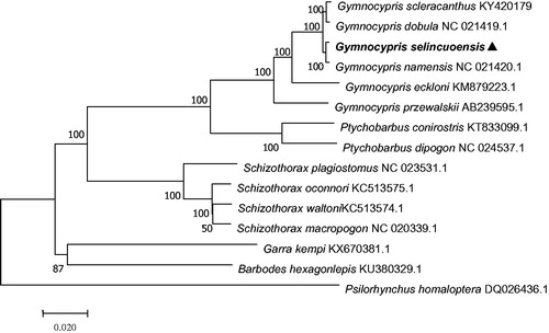 Figure 1. A neighbour-joining (NJ) tree of the G. scleracanthus was constructed using mitogenome sequences. The phylogenic tree is constructed by maximum-likelihood method with 1000 bootstrap replicates. GenBank accession numbers of mitogenomic sequences for each taxon are shown in parentheses.
