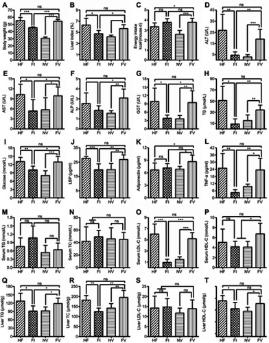 Figure S4 Obesity portraits, serum biochemical indicators and liver lipids in the four groups. (A) Body weight in the 24th week. (B) Liver index. (C) Energy intake in the 24th week. (D) Serum ALT, (E) AST, (F) ALP, (G) GGT, (H) TB, (I) glucose, (J) LBP, (K) adiponectin and (L) TNF-α. (M) Serum triglyceride, (N) total cholesterol, (O) LDL-C and (P) HDL-C. (Q) Liver triglycerides, (R) cholesterol, (S) LDL-C and (T) HDL-C. *P<0.05; **P<0.01; ***P<0.001; ns, not statistically significant.