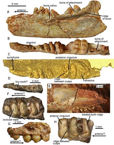 FIGURE 1 . Specimens of Tricuspisaurus thomasi from Ruthin Quarry. The holotype left dentary of Tricuspisaurus thomasi (NHMUK PV R6106) in A, lateral; B, occlusal; C, surface model of the occlusal views; and D, close up of the anterior occlusal region. E, NHMUK PV R6108, a probable maxilla in lateral view. A fragment of a probable right? maxilla (NHMUK PV R6107) in F, occlusal; G, lateral; and H, magnified occlusal (and slightly anterior) views. New character 230-1, bone of attachment above dorsal dentary margin, shown in A. Specimens digitally removed from matrix in A, B and D.