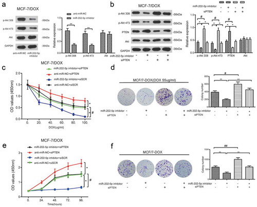 Figure 8. The inhibition of miR-202-5p decreased MCF-7/DOX cell proliferation through PTEN/PI3K/Akt signaling. (a) The protein expression levels of p-Akt 308 and p-Akt 473 was examined by western blot. **P < 0.01, compared with anti-miR-NC group. (b) The result of western blot showed that the protein expression levels of p-Akt 308 and p-Akt 473. *P < 0.05, compared with anti-miR-202-5p inhibitor group. #P < 0.05, compared with siPTEN group. (c) The OD value of MCF-7/DOX cells was tested by CCK8 assay. *P < 0.05, compared with anti-miR-NC + siSCR group. #P < 0.05, miR-202-5p inhibitor + siPTEN group. (d) The colony formation of transfected MCF-7/DOX cells under the treatment of DOX was shown. **P < 0.01, compared with miR-202-5p inhibitor group. #P < 0.05, compared with siPTEN group. (e) The OD values of transfected cells were measured at 0, 24, 48, 72, 96 h. *P < 0.05, compared with anti-miR-NC + siSCR group. # P < 0.05, compared with miR-202-5p inhibitor + siPTEN group. (f) The colony formation of transfected MCF-7/DOX cells without treatment of DOX was revealed. **P < 0.01, compared with miR-202-5p inhibitor group. ##P < 0.01, compared with siPTEN group.