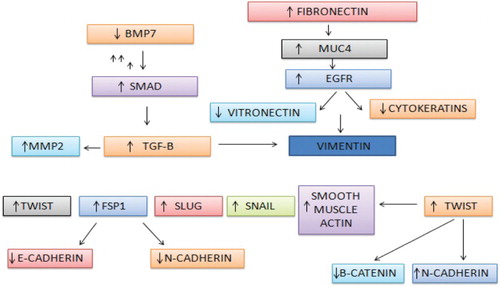 Figure 6. Up- and downregulation of different metastatic factors influencing each other.