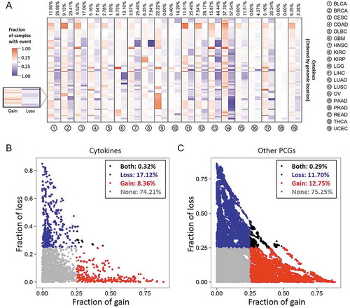 Figure 1. Cytokine copy numbers are somatically altered in human cancers. (A) Heatmap showing the fraction of somatic copy number (SCN) alterations of cytokine-containing loci (y axis) across 19 cancer types (x axis). Cytokines were ordered according to their genomic coordination. For each cancer type, red and blue colors respectively indicate percentages of SCN gain and loss events across specimens of corresponding genomic coordination. Numbers at the top are average percentages of SCN gain and loss values across cytokines. (B) Distributions of SCN gain (x axis) and loss (y axis) fractions of cytokines in each cancer type. Each dot represents the frequency of a cytokine gene in a specific cancer type. For each cancer type, cytokines with a fraction of SCN gain or loss of > 0.25 (high-frequency) are respectively denoted in red and blue. Cytokines with both fractions of SCN gain and loss of > 0.25 or < 0.25 are respectively denoted in black and gray. (C) Distribution of SCN gain and loss fractions of other protein-coding genes (PCGs) in each cancer type.