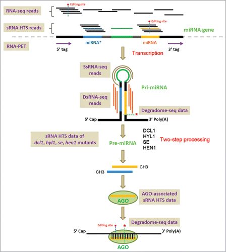 Figure 1. Graphic summarization of the transcription, processing, maturation and action of the plant microRNAs (miRNAs). Different kinds of sequencing methods based on the high-throughput sequencing platform, including RNA-seq (RNA sequencing), RNA-PET-seq (paired end tag sequencing of RNAs), sRNA-seq (small RNA sequencing), dsRNA-seq (double-stranded RNA sequencing), ssRNA-seq (single-stranded RNA sequencing) and degradome-seq (degradome sequencing), are shown on the figure. Please refer to the text of this review for detailed utilities of these sequencing methods for plant miRNA studies.