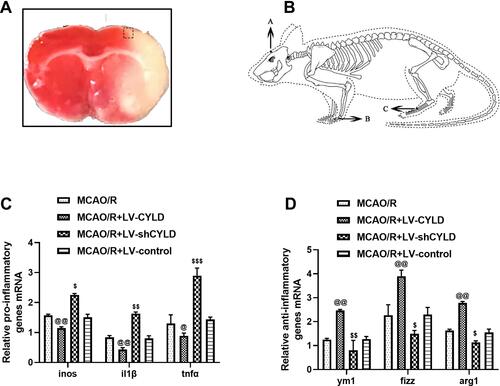 Figure 2 CYLD regulates microglial polarization after 72 h of reperfusion in ischemic stroke rats. (A) The coronal brain section stained with TTC is labeled with a box to show the periischemic cortex analyzed. (B) Schematic representation of the Baihui (GV 20) acupoint ((A) intersection of the sagittal midline and the line between the ears), the Hegu (LI 4) acupoint ((B) the radial side of the left second metacarpal midpoint) and the Taichong (LR 3) acupoint ((C) the dent between the first and second left metatarsal) were selected according to Experimental Animals Meridians Mapping. The mRNA level of M1 microglia related pro-inflammatory genes ((C), n=5) and M2 microglia related anti-inflammatory genes ((D), n=5) were measured with RT-qPCR at 72 h reperfusion in the border region of the ischemic cortex. The graph shows the relative mRNA levels after normalization to the housekeeping gene β-actin. All values are presented as the means ± SEMs. @@p<0.01, @p<0.05, $p<0.05, $$p<0.01 and $$$p<0.001 vs the MCAO/R group.