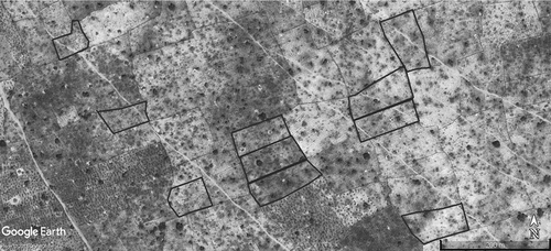 Figure 2. Land saturation at Kaouri Touareg: absence of fallow and excessive crumbling of land