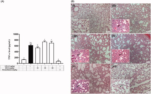 Figure 2. Effect of tHGA on (A) TNF-α level and (B) lung histopathological changes in LPS-induced BALB/c mice. Mice were pre-treated with different doses of tHGA or dexamethasone prior to LPS induction. After 6 h, the serum was collected to measure the level of TNF-α by using ELISA kit. Data are expressed in mean ± S.E.M. (n = 6), with groups that have no superscript letter in common are significantly different from each other (p ≤ 0.05). Representative H&E staining of lung sections of mice pre-treated with different doses of tHGA or dexamethasone under light microscope with 100× and 400× (small boxes). (I) Normal, (II) LPS control, (III) LPS + 20 mg/kg tHGA, (IV) LPS + 40 mg/kg tHGA, (V) LPS + 80 mg/kg tHGA and (VI) LPS + 3 mg/kg dexamethasone. Arrows indicate the infiltration of inflammatory cells.