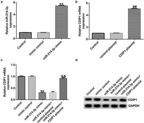 Figure 6. Influences of miR-214-3p mimic or CDIP1-plasmid on CDIP1 expression in SH-SY5Y cells. (a) qRT-PCR analysis of miR-214-3p level in mimic control and miR-214-3p mimic group. (b) Effect of CDIP1-plasmid or control-plasmid on CDIP1 mRNA levels was measured by qRT-PCR. (c-d) Determination of CDIP1 expression in miR-214-3p mimic or miR-214-3p mimic+ CDIP1-plasmid transfected SH-SY5Y cells. * P < 0.05, **P < 0.01 vs. control.