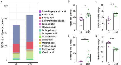 Figure 8. Analysis of the SCFA profile in cecal content of the LL and LKO mice. (a) Composition of SCFA pool in the LL and LKO mice. (b-e) Comparison of the individual SCFA content in the LL and LKO mice. *: P < 0.05, **: P < 0.01, ***: P < 0.001.