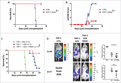Figure 8. AZA treatment maintains graft-vs.-leukemia effect in NSG-HLA-A2/HHD mice. (A, B) NSG-HLA-A2/HHD mice were transplanted with 2 × 107 human PBMC i.v. and were treated or not with AZA subcutaneously every 48 h at doses of 5 mg/kg starting on day +1 until day +21. Survival (A) and xGVHD scores (B) were monitored (n = 5–6 / condition). (C, D) NSG-HLA-A2/HHD mice were transplanted with 3 × 106 THP-1-luc cells together or not with 2 × 107 human PBMC. Mice were either treated or not with AZA 5 mg/kg and survival (C) and bioluminescence (D) were monitored. Actual images of one representative mouse from each group are shown with Y-axis indicating photon flux (photons/sec) measured from the ventral view with a region of interest drawn over the entire body of each mouse. Right panels show the comparison of bioluminescence between groups. Data show median values with interquartile range (*p < 0.05, **p < 0.005, ***p < 0.0005).